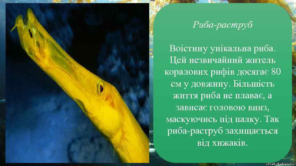 Риба-раструб Воістину унікальна риба. Цей незвичайний житель коралових рифів досягає 80 см у довжину.