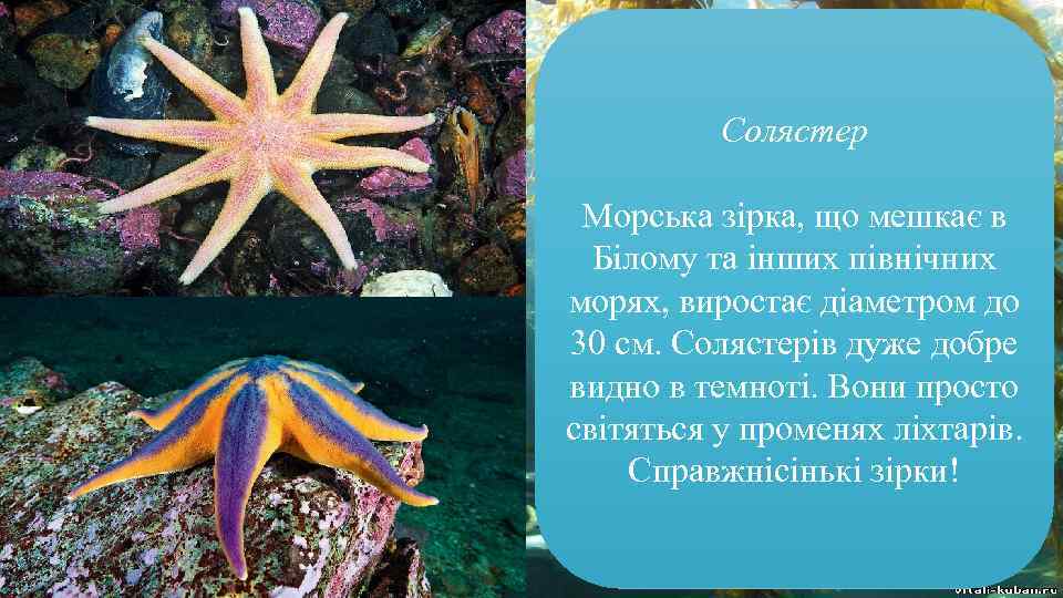 Солястер Морська зірка, що мешкає в Білому та інших північних морях, виростає діаметром до