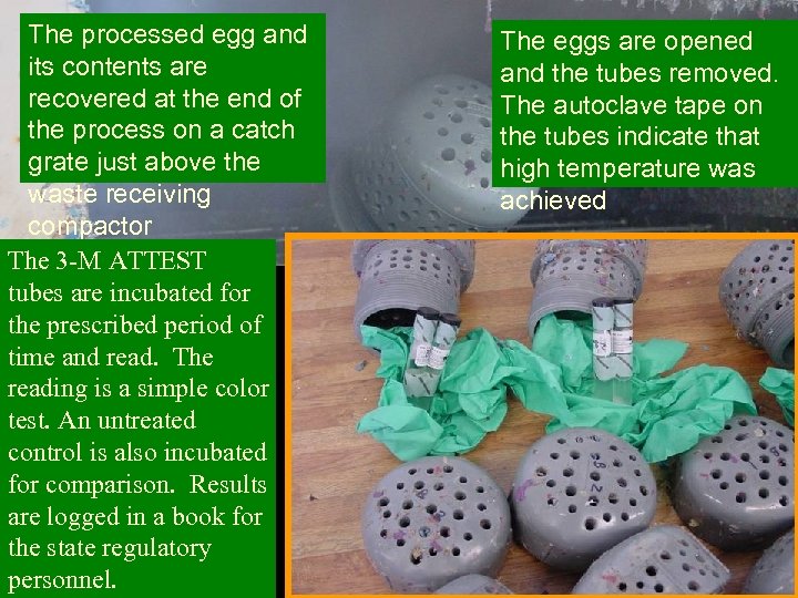 The processed egg and its contents are recovered at the end of the process