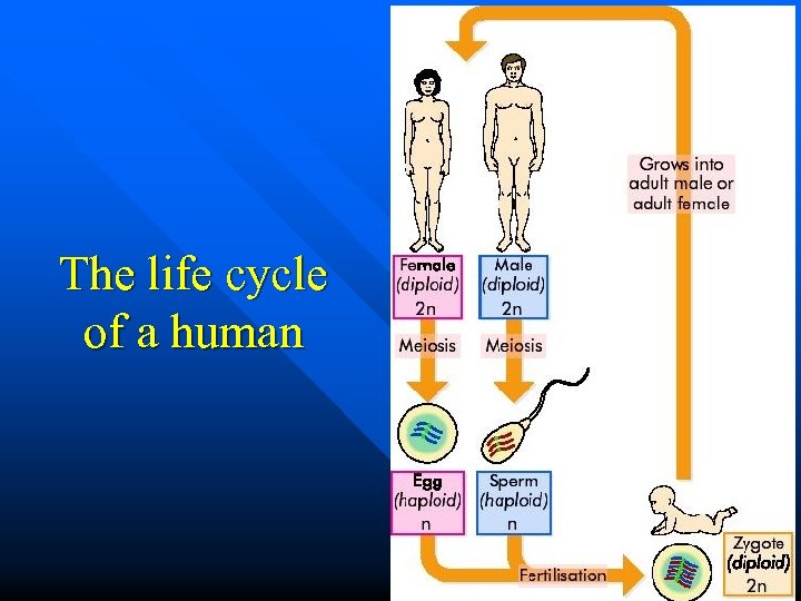 The life cycle of a human 11 