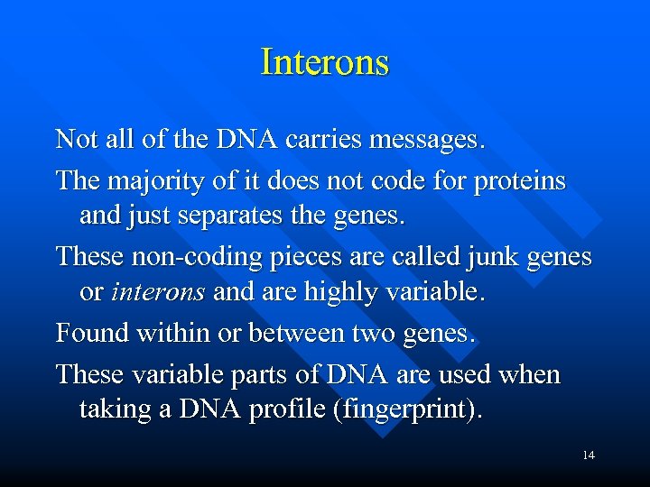 Interons Not all of the DNA carries messages. The majority of it does not
