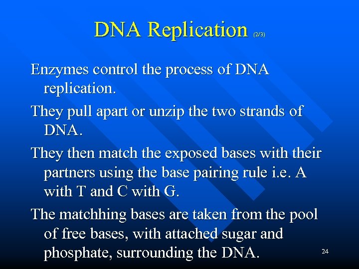 DNA Replication (2/3) Enzymes control the process of DNA replication. They pull apart or