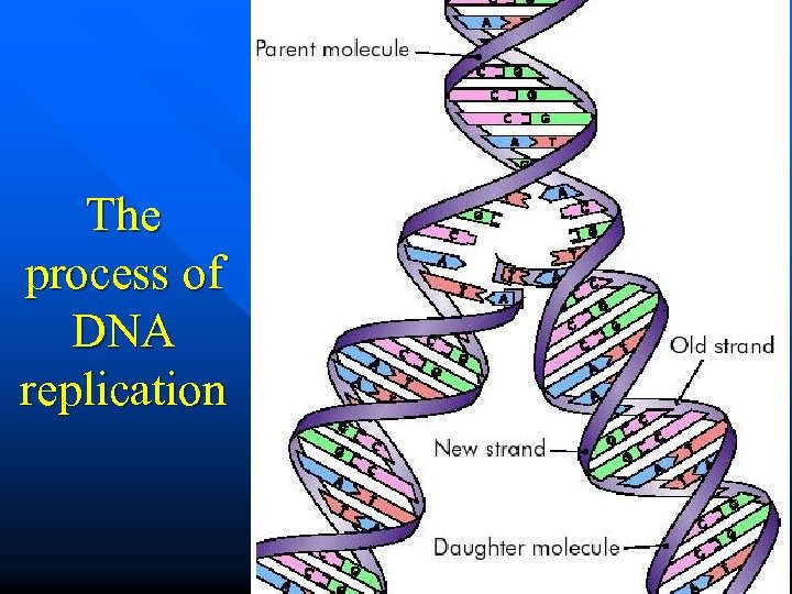 The process of DNA replication 26 