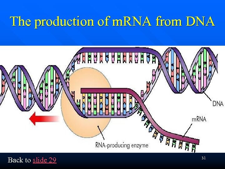 The production of m. RNA from DNA Back to slide 29 31 