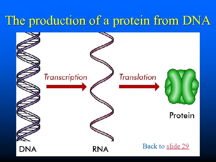 The production of a protein from DNA Back to slide 29 32 