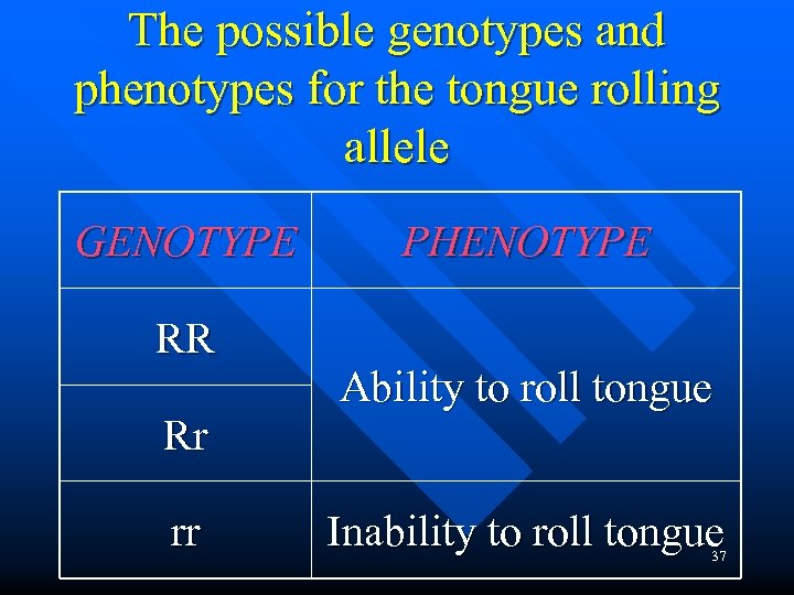 The possible genotypes and phenotypes for the tongue rolling allele GENOTYPE RR Rr rr