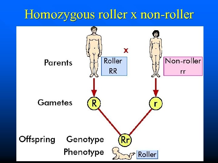 Homozygous roller x non-roller 40 