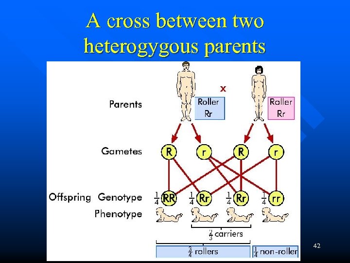 A cross between two heterogygous parents 42 