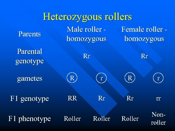 Heterozygous rollers Parents Male roller homozygous Female roller homozygous Parental genotype Rr Rr gametes