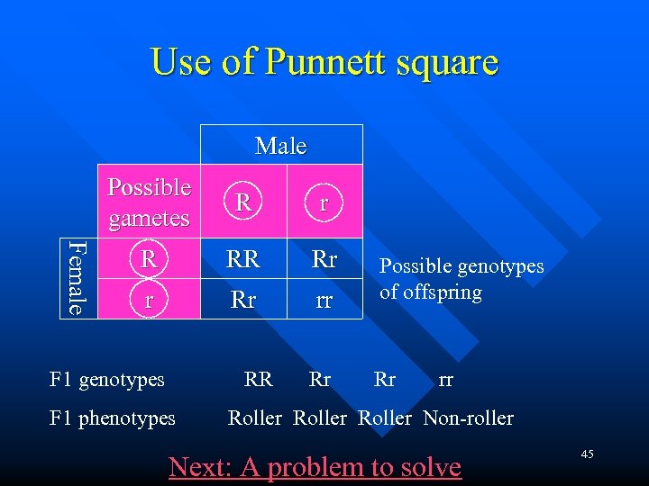 Use of Punnett square Male Fe m a l e Possible gametes R r
