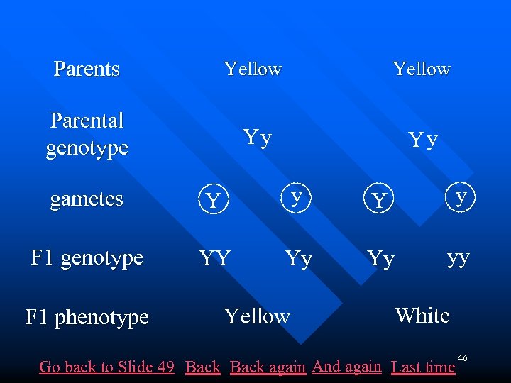Parents Yellow Parental genotype Yy Yy gametes Y y F 1 genotype YY Yy