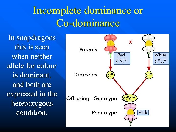 Incomplete dominance or Co-dominance In snapdragons this is seen when neither allele for colour