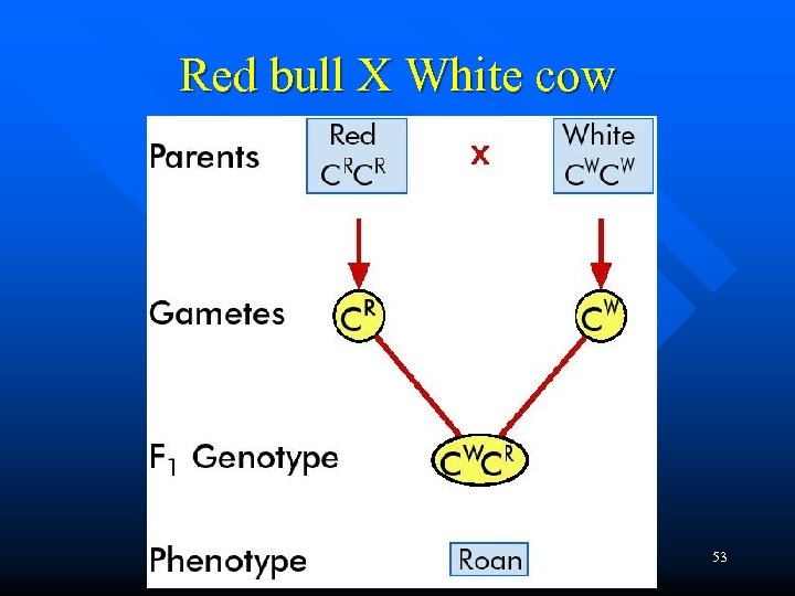 Red bull X White cow 53 
