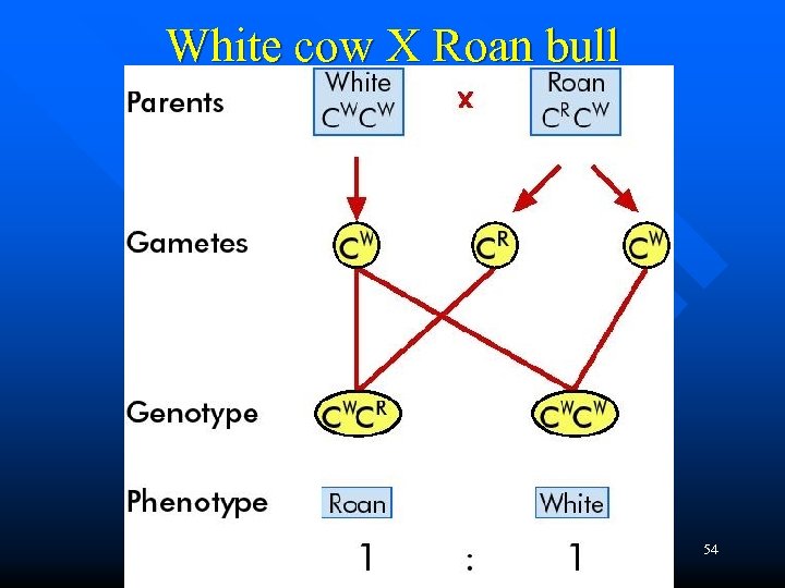 White cow X Roan bull – do yourself 54 