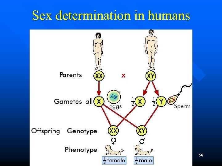 Sex determination in humans 58 