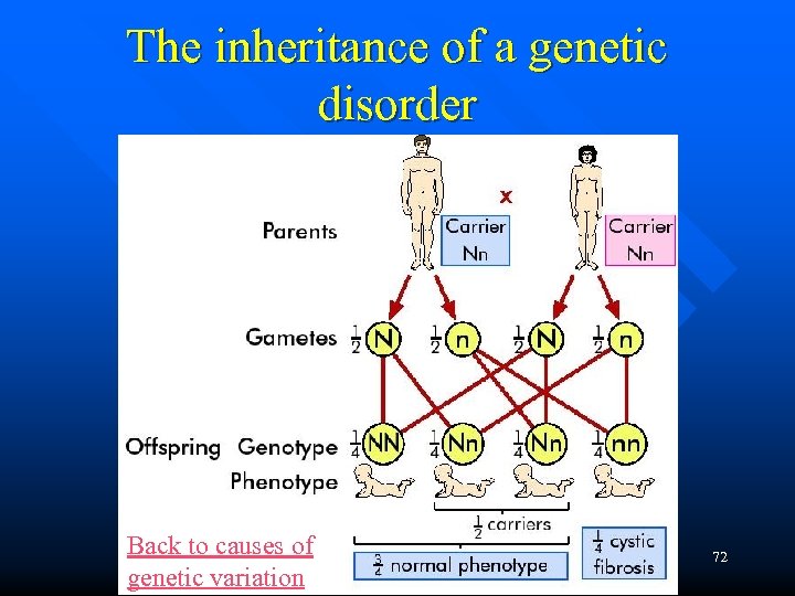The inheritance of a genetic disorder Back to causes of genetic variation 72 