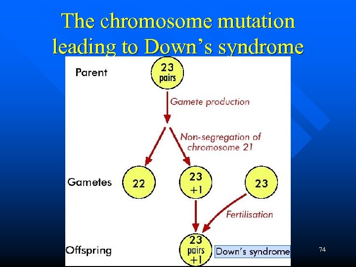 The chromosome mutation leading to Down’s syndrome 74 