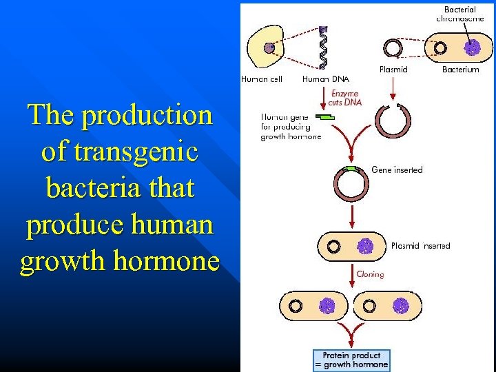 The production of transgenic bacteria that produce human growth hormone 80 