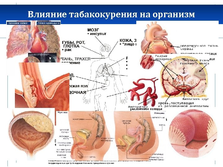Влияние табакокурения на организм 