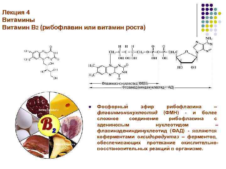 Лекция 4 Витамины Витамин B 2 (рибофлавин или витамин роста) l Фосфорный эфир рибофлавина