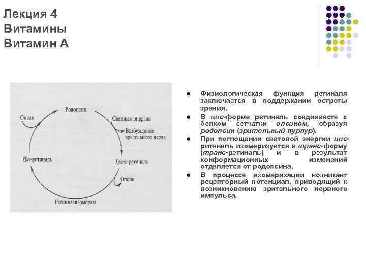 Лекция 4 Витамины Витамин А l l Физиологическая функция ретиналя заключается в поддержании остроты