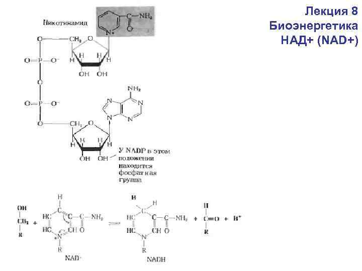 Лекция 8 Биоэнергетика НАД+ (NAD+) 