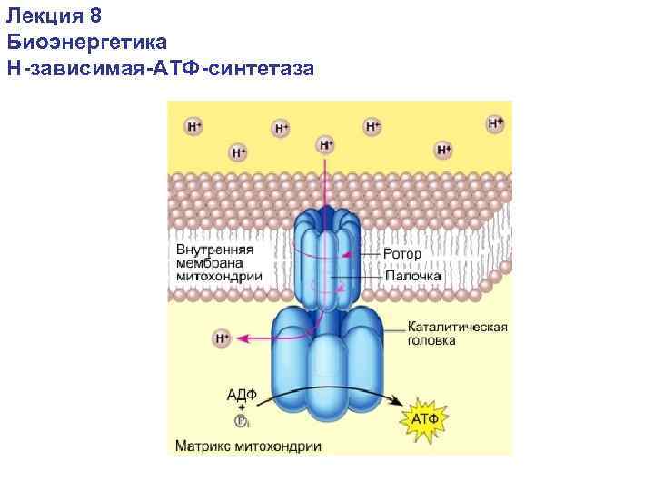 Фермент атф синтаза. АТФ синтаза строение и функции. АТФ синтетаза в мембране. АТФ синтаза в хлоропластах. Структурно функциональная организация АТФ синтазы схема.