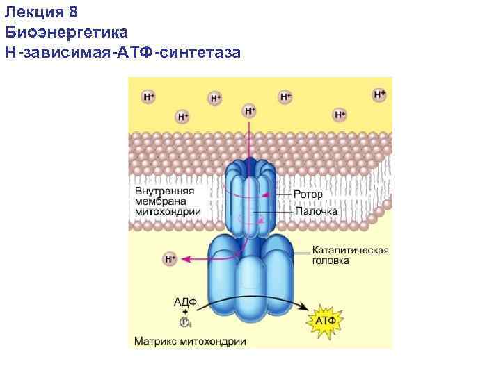 Механизм синтеза атф в митохондриях. АТФ синтаза строение и функции. АТФ синтетаза в мембране. АТФ синтаза в хлоропластах. Структурно функциональная организация АТФ синтазы схема.