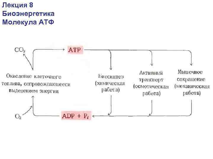Лекция 8 Биоэнергетика Молекула АТФ 
