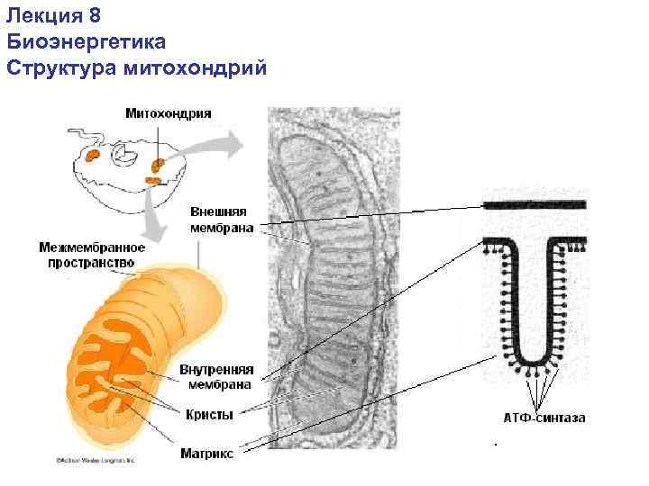Лекция 8 Биоэнергетика Структура митохондрий 