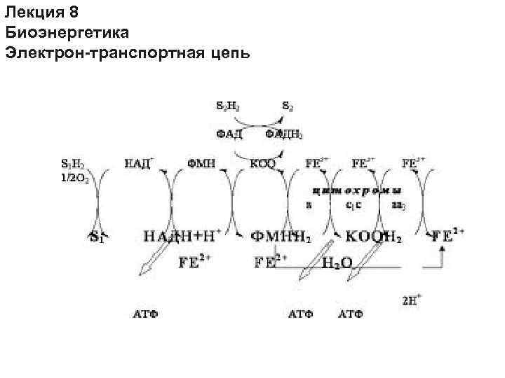 Лекция 8 Биоэнергетика Электрон-транспортная цепь 