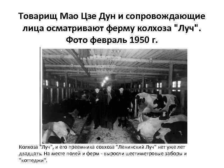 Товарищ Мао Цзе Дун и сопровождающие лица осматривают ферму колхоза "Луч". Фото февраль 1950