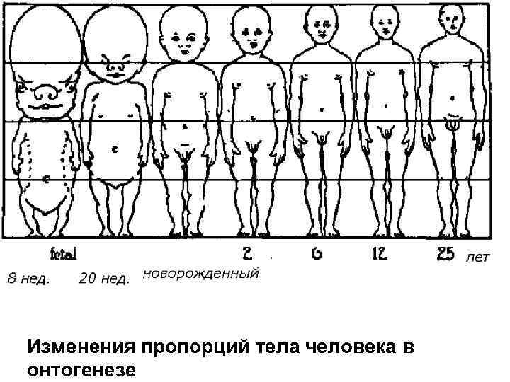 Изменения пропорций тела человека в онтогенезе 