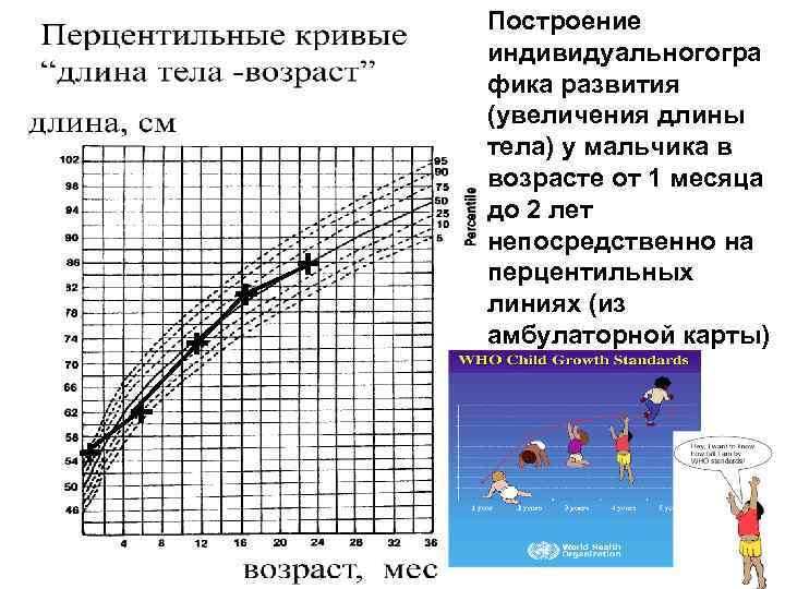 + + + Построение индивидуальногогра фика развития (увеличения длины тела) у мальчика в возрасте