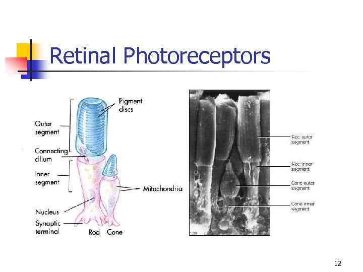 Retinal Photoreceptors 12 