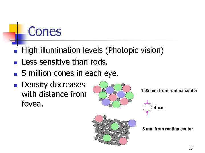 Cones n n High illumination levels (Photopic vision) Less sensitive than rods. 5 million