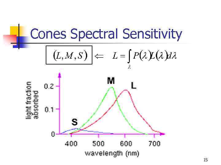 Cones Spectral Sensitivity 15 