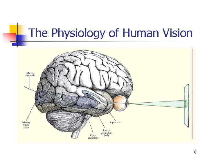 The Physiology of Human Vision 8 