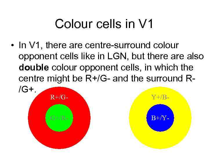 Colour cells in V 1 • In V 1, there are centre-surround colour opponent