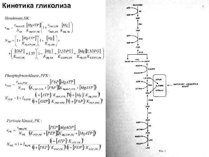 Кинетика гликолиза 