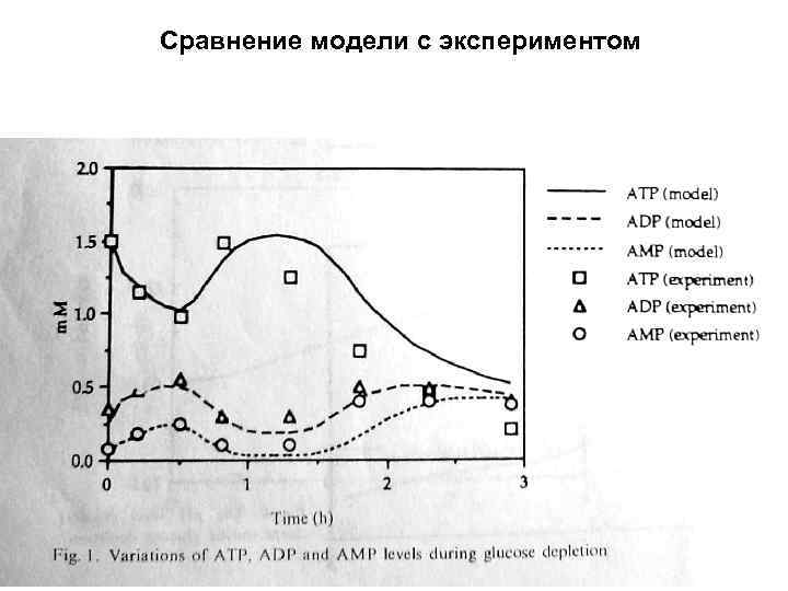 Сравнение модели с экспериментом 