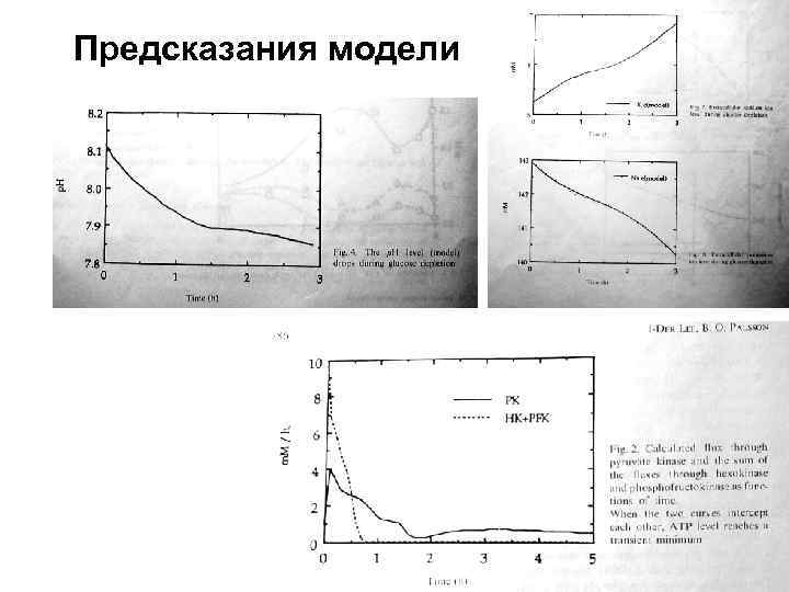 Предсказания модели 