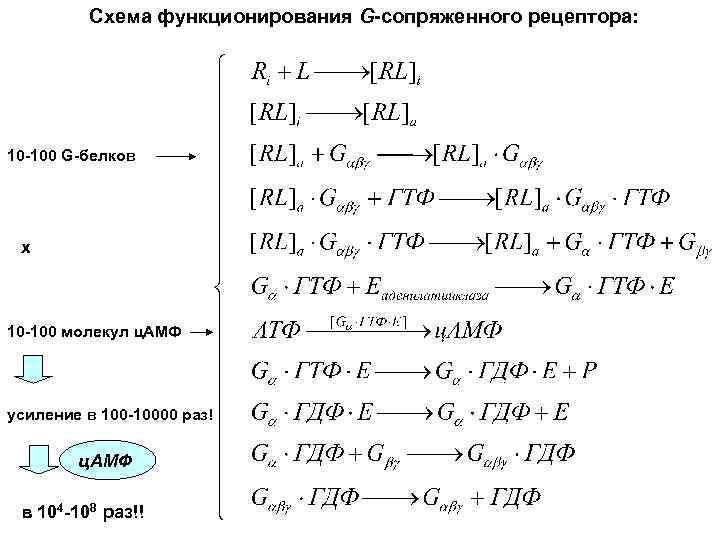 Схема функционирования G-сопряженного рецептора: 10 -100 G-белков х 10 -100 молекул ц. АМФ усиление