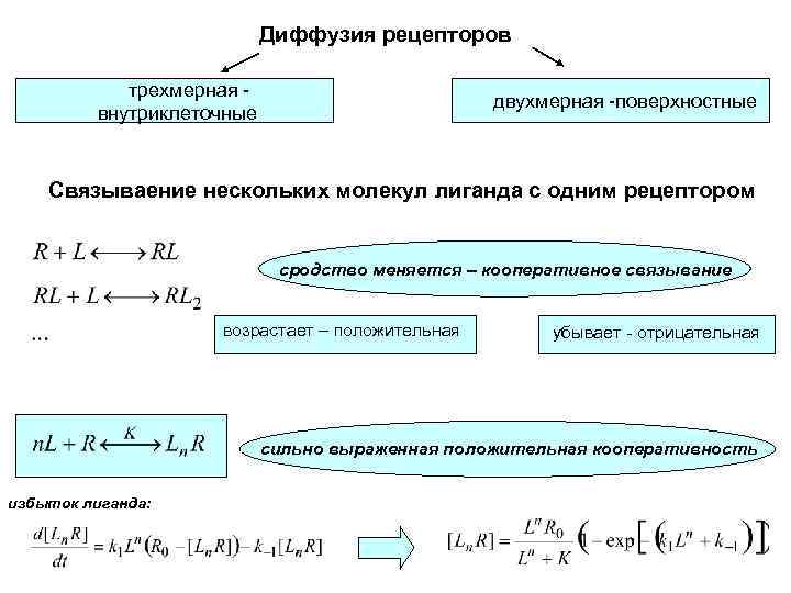 Диффузия рецепторов трехмерная внутриклеточные двухмерная -поверхностные Связываение нескольких молекул лиганда с одним рецептором сродство