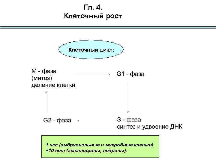 Гл. 4. Клеточный рост Клеточный цикл: 1 час (эмбриональные и микробные клетки) ~10 лет