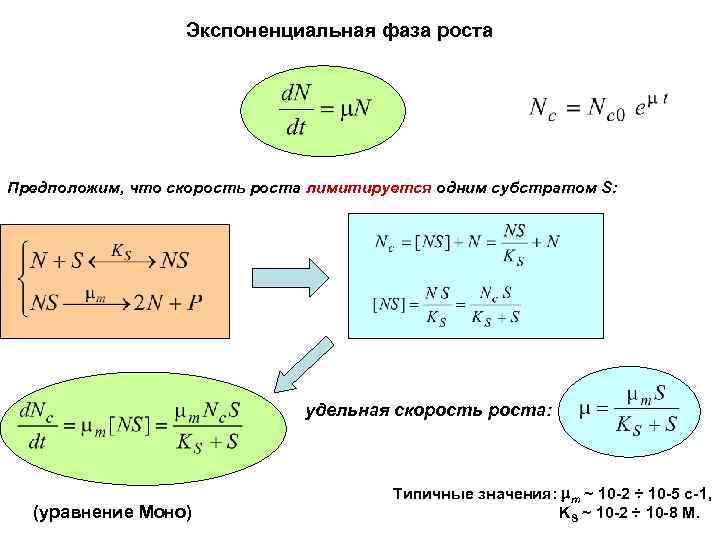 Экспоненциальная фаза роста Предположим, что скорость роста лимитируется одним субстратом S: удельная скорость роста: