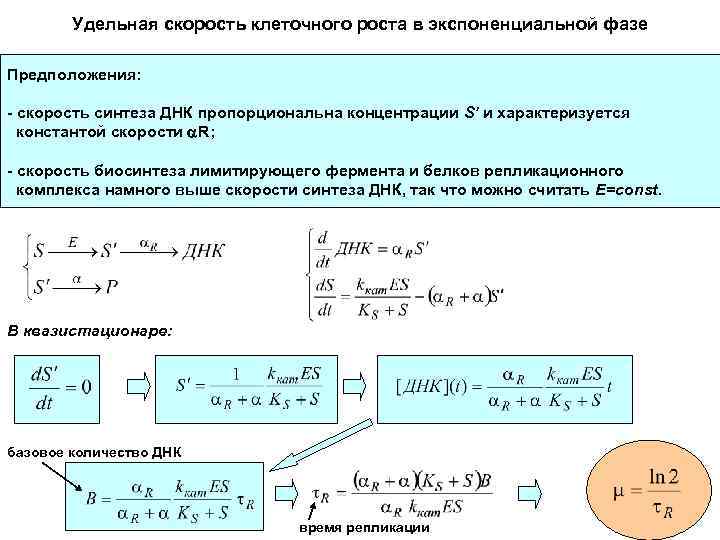 Удельная скорость клеточного роста в экспоненциальной фазе Предположения: - скорость синтеза ДНК пропорциональна концентрации