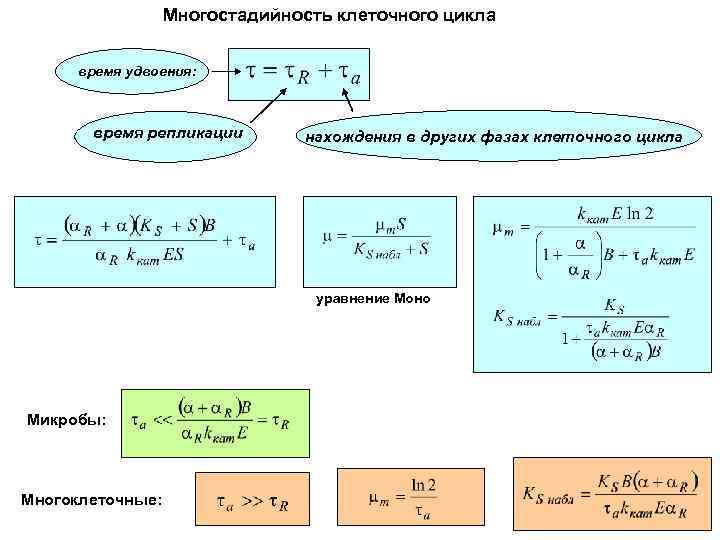 Многостадийность клеточного цикла время удвоения: время репликации нахождения в других фазах клеточного цикла уравнение