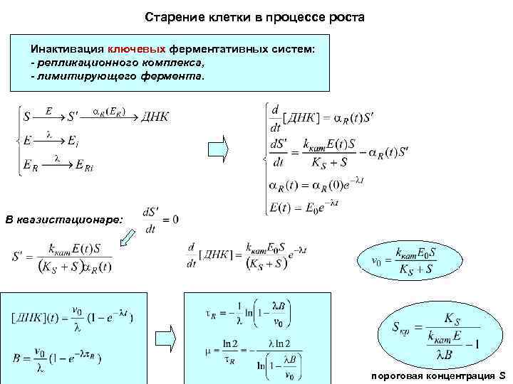 Старение клетки в процессе роста Инактивация ключевых ферментативных систем: - репликационного комплекса, - лимитирующего