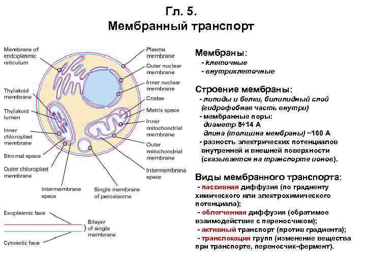 Гл. 5. Мембранный транспорт Мембраны: - kлеточные - внутриклеточные Строение мембраны: - липиды и